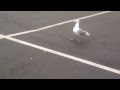 BK Seagull