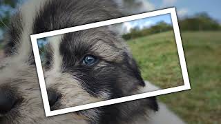 Video preview image #1 Great Pyrenees Puppy For Sale in HILLSVILLE, VA, USA
