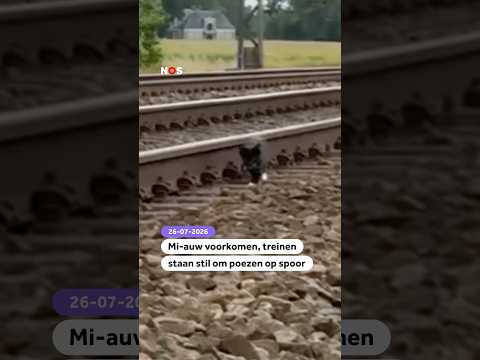 Mi-auw voorkomen, treinen staan stil om poezen op spoor