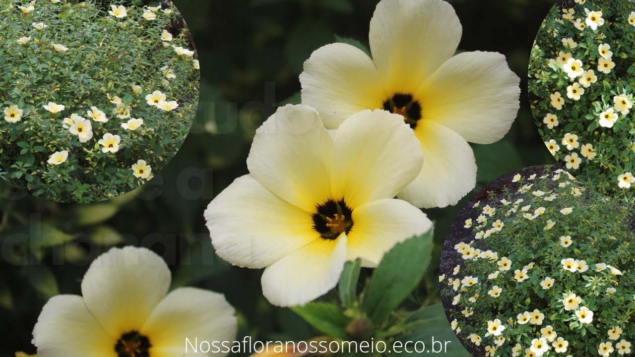 Todos os benefícios da CHANANA