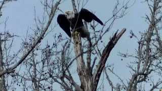 preview picture of video 'Sun City Eagles on Concession Oaks Drive now has a Eaglet. February 2015'