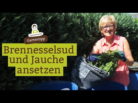 Making nettle broth and nettle manure - making fertilizers and pesticides