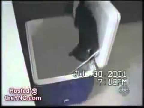 Best of Funny cats, cute cats, Top 10 funny dogs, funny animals funniest videos