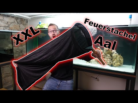 Ein 1000 Liter Aquarium entsteht | Teil 4 - Einzug Feuerstachelaal