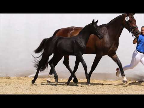 CALIDARO ZSH (Calido x Diarado x Quidam's Rubin)