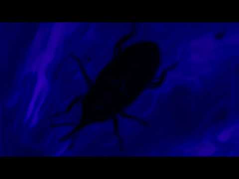 IMMI HENDRIX-IMMI LARUSSO(PRODUCED BY REPLIK)