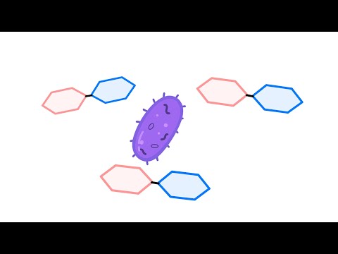 Genregulation bei Prokaryoten (lac-Operon)