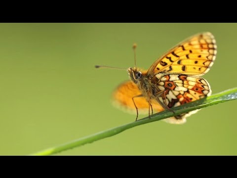 Want the Shot? Get the Lens | Macro