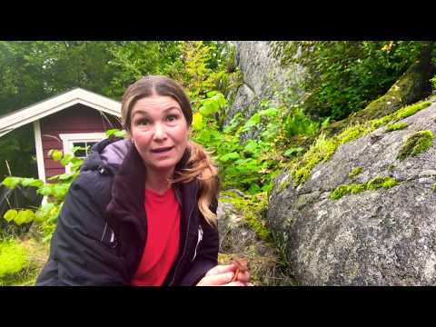 Trattkantareller så här hittar jag mängder av trattkantarell - 7 starka signaler