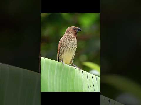 Little munia, big charm ❤️🐦‍⬛ #scalybreastedmunia #birds #animals #wildlife