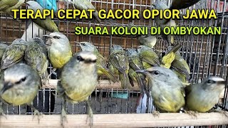 Download lagu Suara Opior Jawa di ombyokan, cocok untuk terapi Opior Jawa agar cepat gacor. mp3