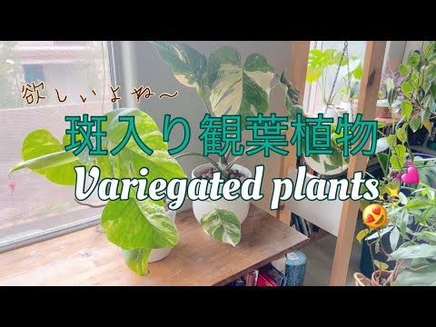 ブラウンクレーンズビル 植物