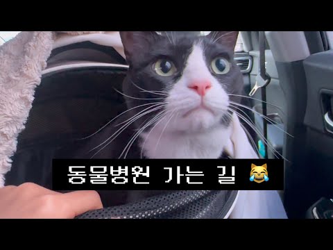 최고의 고양이 = 안 아픈 고양이