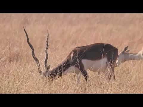 Gujarat Wildlife & Safari Excursions