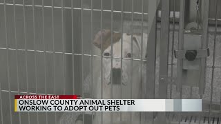 Clear the Shelters event in Onslow County gives opportunity to adopt pets for free
