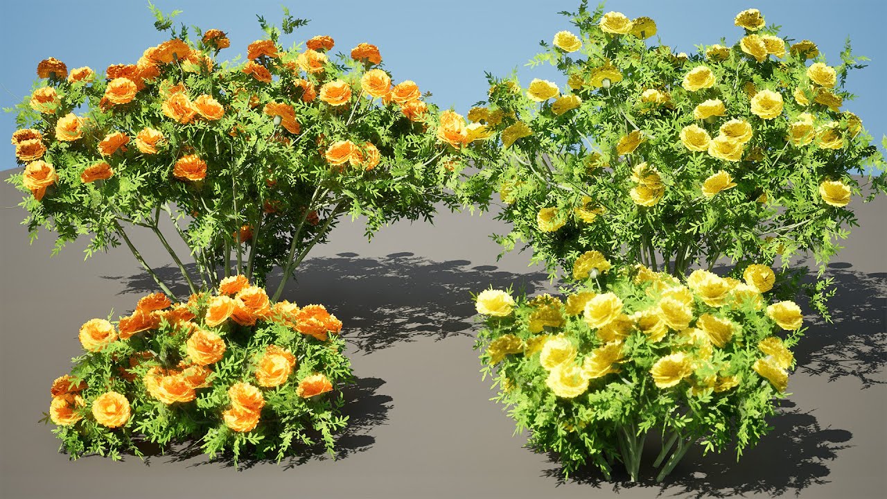 Marigolds Flowers 3D Model