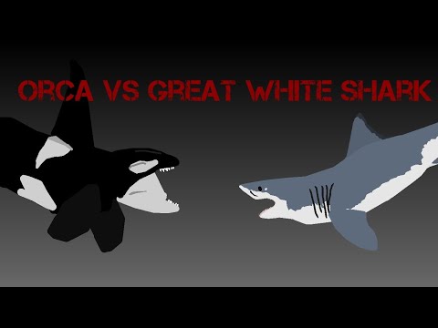 orca vs great white shark this animation is inspired in matrom x and cenozoic studios