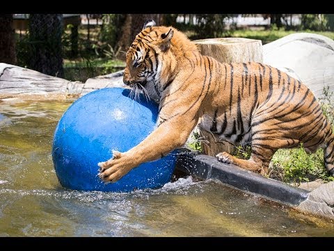 Malayan Tiger Playing in Water at Naples Zoo