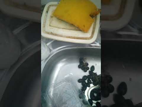 não comprem no Villefort Itabira Minas gerais. comprei uma uva veio com uma bruxa dentro