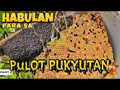 P2-Habulan Para sa Pulot Pukyutan - EP1009