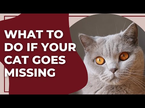 What to Do If Your Cat Goes Missing