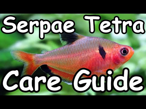 Tetra serpae (Hyphessobrycon eques) — kompletný sprievodca chovom a starostlivosťou