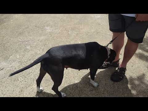 Luna, an adopted American Bulldog & Staffordshire Bull Terrier Mix in Bandera, TX_image-1