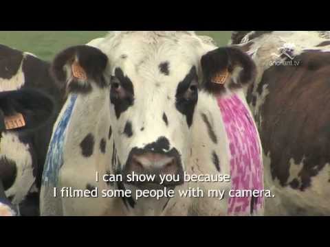 pourquoi oh la vache