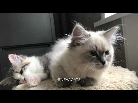 Siberian kittens. Сибирские котята.