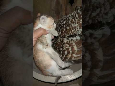 Cat's friendship with hen and chicken | Happy moment
