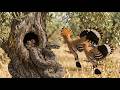 Eurasian Hoopoe Chick’s First 50 Days in the Wild | Bird Wildlife Cycle