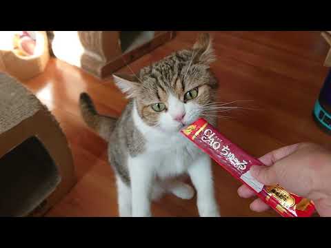 Cathy Leung-CIAO 日本第一銷量貓小食 超級貓模短片大賽