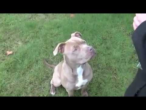 Lola (The Dancing Pit Bull!), an adopted Pit Bull Terrier in Seattle, WA_image-1