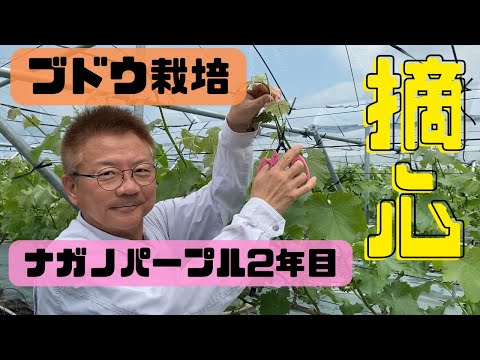 いつエンドウ豆を植えるのですか？生産を最適化し、収穫を成功させるにはどうすればよいでしょうか?  庭園