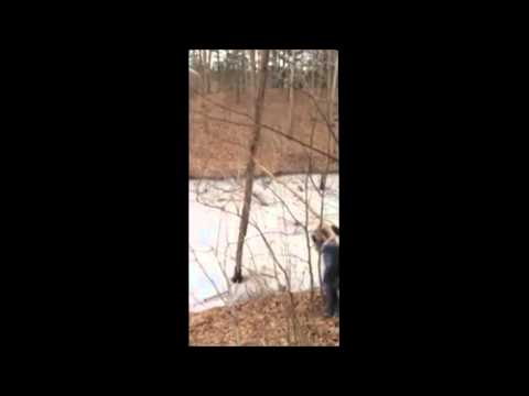 Wood zemścić!