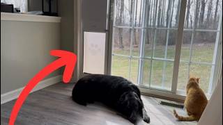 This Budget-Friendly Dog Door Saved My Sanity and Lucy Is a Happy Girl
