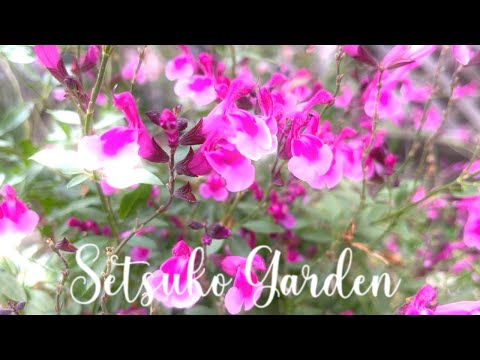 ペロフスキア、ロシアンセージ、アフガニスタンラベンダー