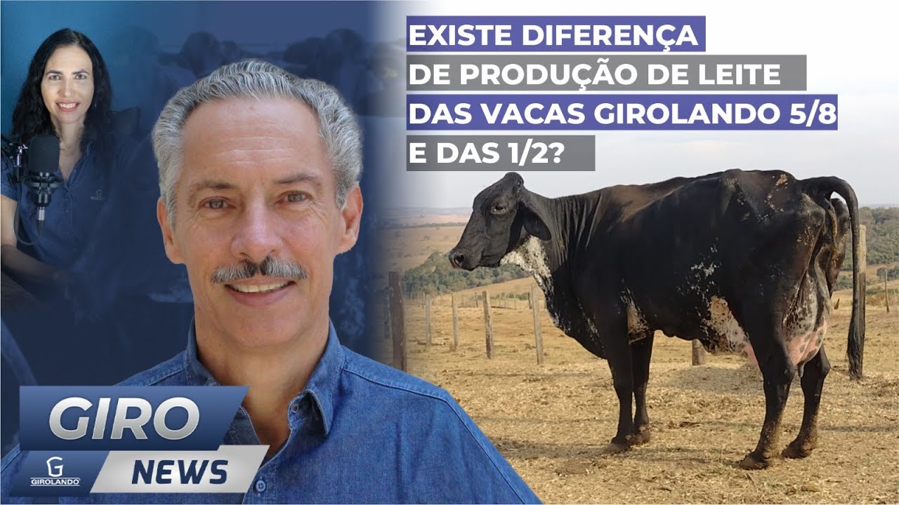 Existe diferença de produção de leite das vacas Girolando 5 8 e das 1 2? - Gironews #31