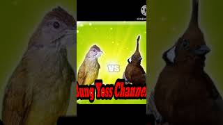 Download lagu Kapas tembak sambung cililin #shortvideo #shorts #masteranmuraibatufullisian #kapastembakbukaekor mp3