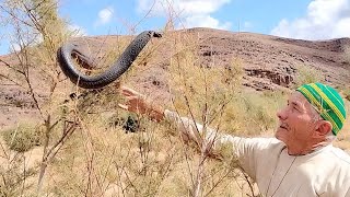 اخطر مغامره مع الافعى الكوبرا الخداعه شاهد كيف تبدو ميته سبحان الله