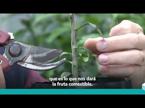 ¿Cómo se hace un injerto en cítricos?