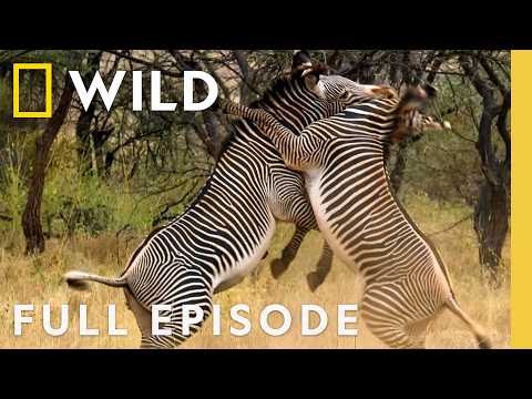 Meet the Bone Crushers (Full Episode) | Animal Fight Night | Nat Geo Animals