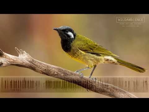 Medárik bielosluchý (Nesoptilotis leucotis) — spev a hlas v prírode