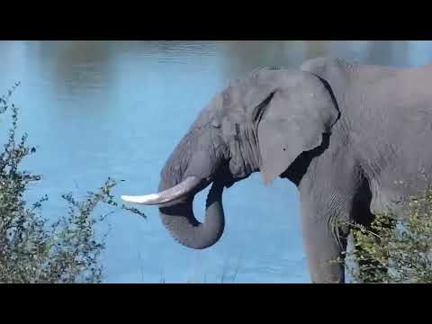 Djuma: Two Elephant bulls - 15:57 - 08/13/2023