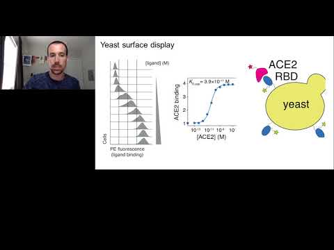 Deep mutational scanning of SARS-CoV-2 receptor binding domain reveals constraints on folding