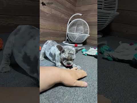 Video 5