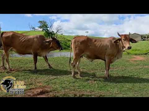 2 Novilhas leiteiras • R$4.950 cada • São Félix de Minas MGYuri Coelho 33 99989-3923