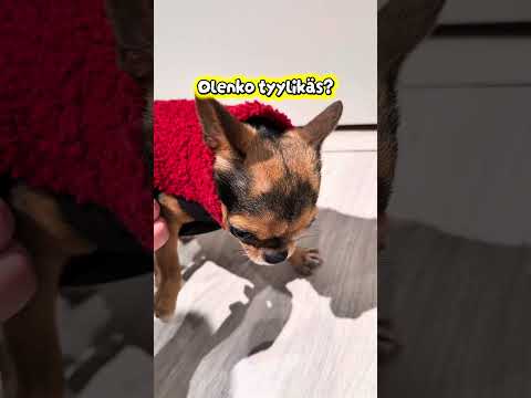 Tätä minä pelkään🐶🐶 #suomi #koira #dog #dogs #chihuahua #lemmikki