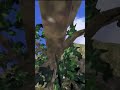 Real Gorillatag Reccomended Vr Viral Jmancurly