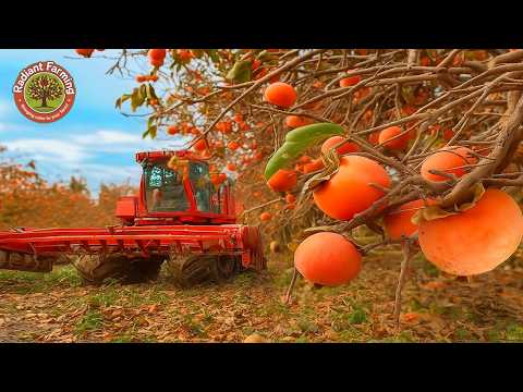 How Japanese Farmers Grow and Harvest Thousands of Persimmons | Modern Agriculture Documentary